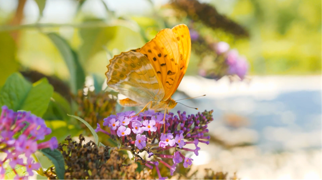 Nature-Based Carbon Projects