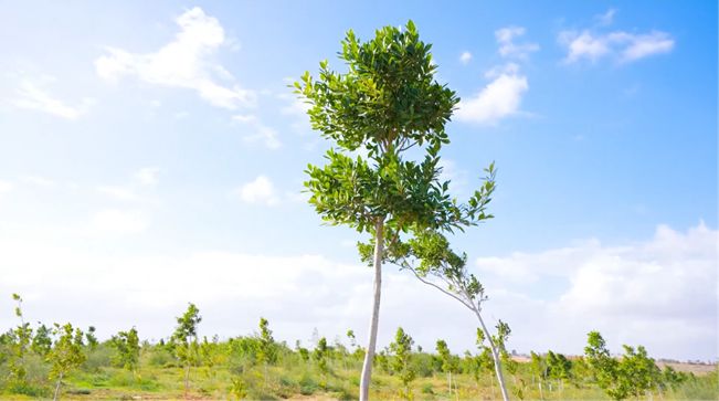Nature-Based Carbon Projects