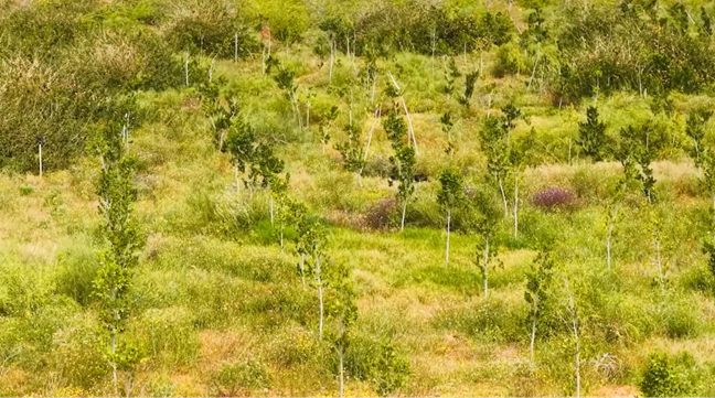 Nature-Based Carbon Projects